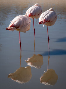 12-03-25 oiseaux de camargue, _1094725