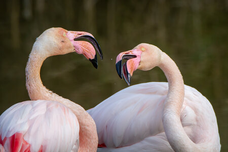 12-03-25 oiseaux de camargue, _MG_5024