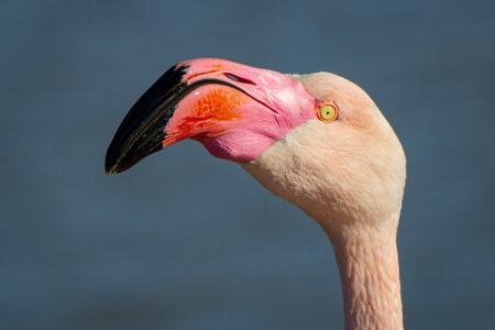 12-03-25 oiseaux de camargue, _MG_8502