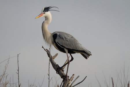 12-03-25 oiseaux de camargue, _MG_5014