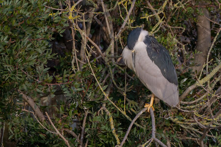 12-03-25 oiseaux de camargue, _MG_5491