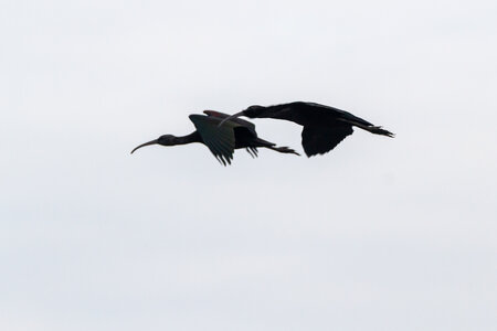 12-03-25 oiseaux de camargue, _MG_5889