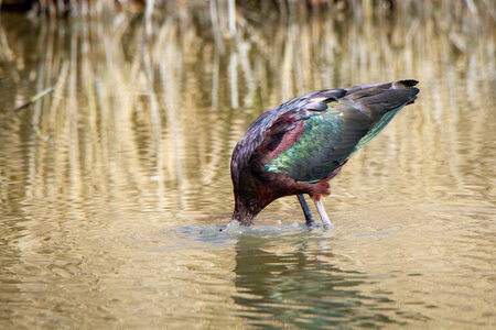 12-03-25 oiseaux de camargue, _MG_8565