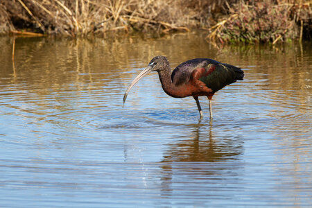 12-03-25 oiseaux de camargue, _MG_8583