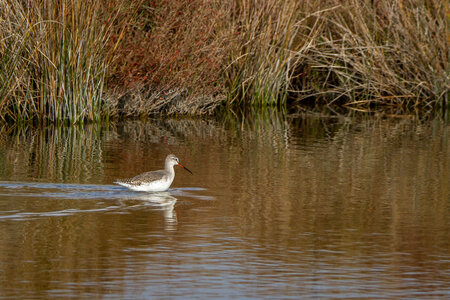 12-03-25 oiseaux de camargue, _MG_5292