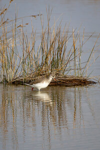 12-03-25 oiseaux de camargue, _MG_5296