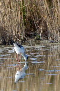 12-03-25 oiseaux de camargue, _MG_9162