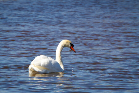 12-03-25 oiseaux de camargue, _MG_8636