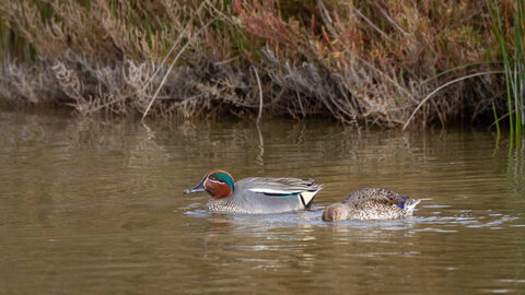 12-03-25 oiseaux de camargue, _MG_5330