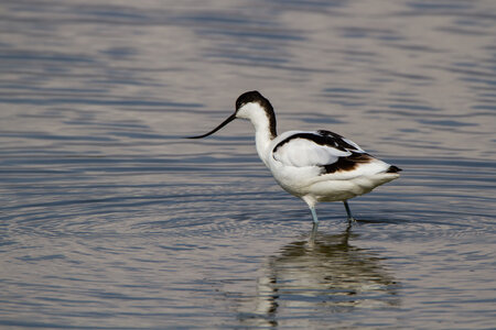 12-03-25 oiseaux de camargue, _MG_5263