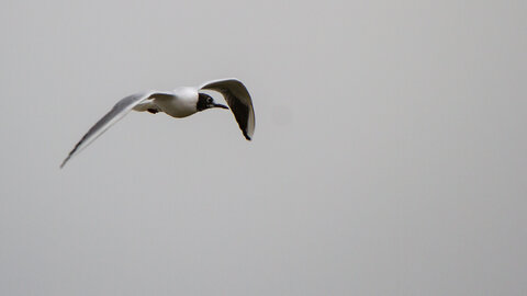 12-03-25 oiseaux de camargue, _MG_5810