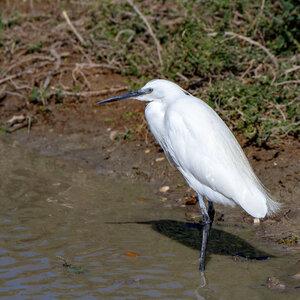 12-03-25 oiseaux de camargue, _MG_9060