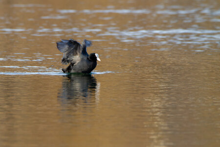 12-03-25 oiseaux de camargue, _MG_4532