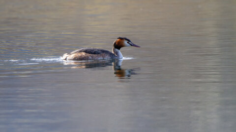 12-03-25 oiseaux de camargue, _MG_4893