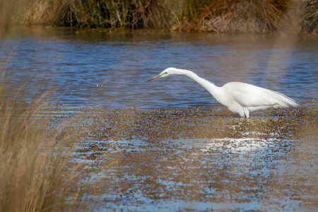 12-03-25 oiseaux de camargue, _MG_9124