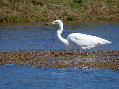 12-03-25 oiseaux de camargue, _MG_9125