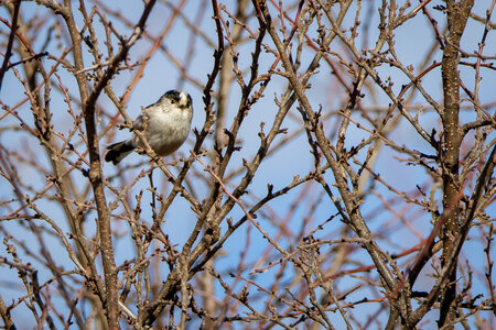 12-03-25 oiseaux de camargue, _MG_4349