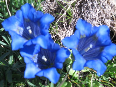 mousnier, encantats 2010 051