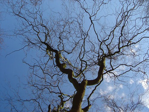 (arbre mort)