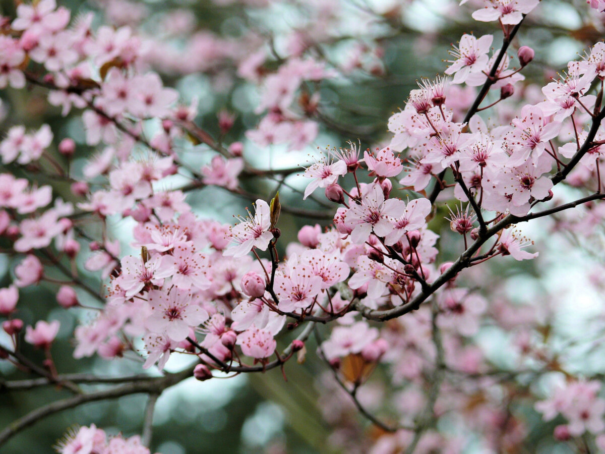 Fleur de pommier