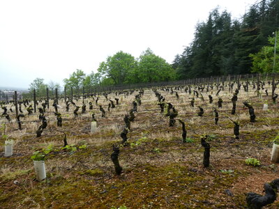 Plateau de Chenôve le 17 avril 2025, P1090514