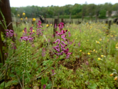 Plateau de Chenôve le 17 avril 2025, P1090520