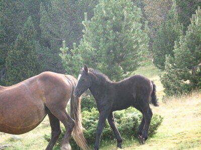 mousnier, encantats 2010 113