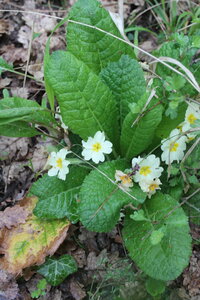 2015-04-13 ROCHE AMERE 2025, IMG_1116