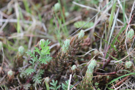 2015-04-13 ROCHE AMERE 2025, IMG_1412