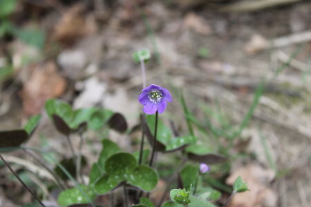 2015-04-13 ROCHE AMERE 2025, IMG_1794