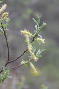 2015-04-13 ROCHE AMERE 2025, IMG_1811