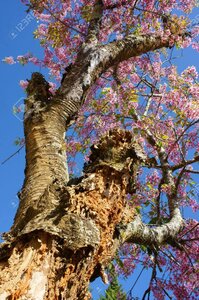 Blog 2, vieux cerisieri