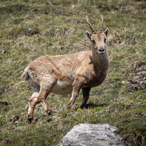 24-04-25 le Tourrond, IMG_2065