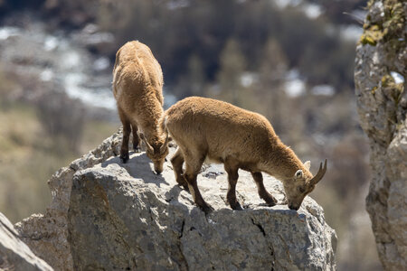 24-04-25 le Tourrond, IMG_2090