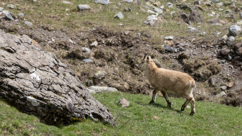 24-04-25 le Tourrond, IMG_2129