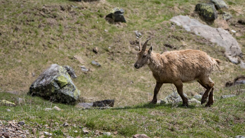 24-04-25 le Tourrond, IMG_2130