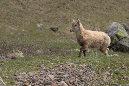 24-04-25 le Tourrond, IMG_2131