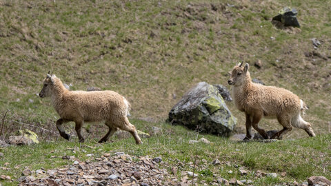 24-04-25 le Tourrond, IMG_2132