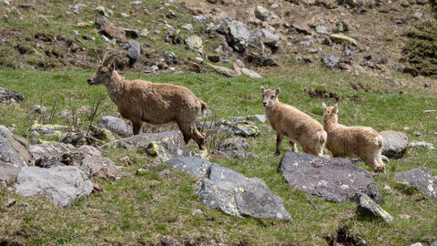 24-04-25 le Tourrond, IMG_2133