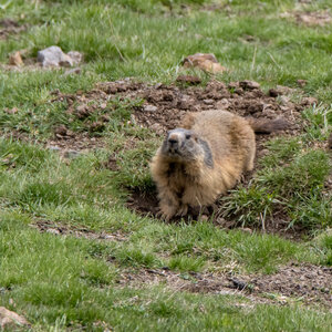 24-04-25 le Tourrond, IMG_2156