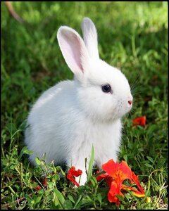 Blog 2, petit lapin