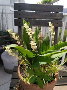 blog - Pérégrinations d'une masterante, blog05_muguet