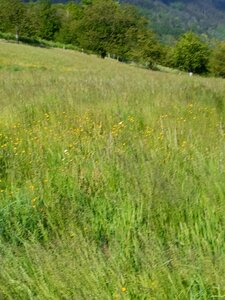 1er mai à Breitenbach, IMG20250501165701