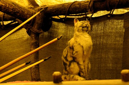 Warwick 2025, cat chilling
