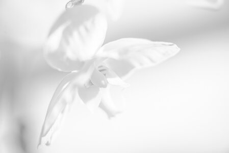 L'Instant Photo 84 : défi avril 2025 - inspiration, Inspiration07 - Clairette