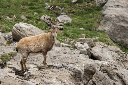 06-05-25_ Tourond bouquetins, IMG_2407
