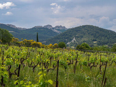 11-14-05-25 gigondas, P1098270