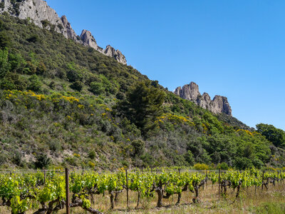 11-14-05-25 gigondas, P1098275