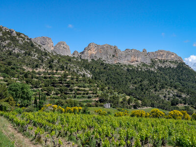 11-14-05-25 gigondas, P1098279