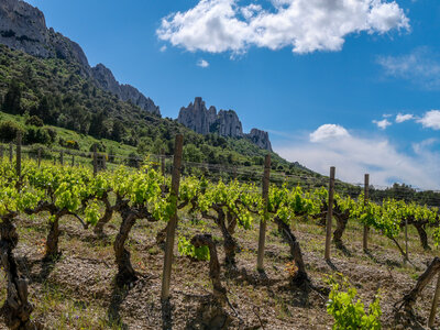 11-14-05-25 gigondas, P1098283